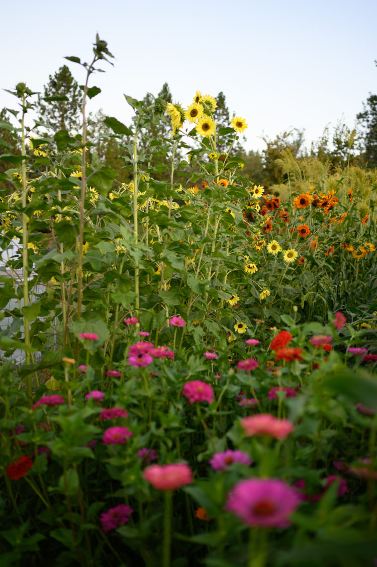Flower share - Image 3